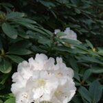 Rhododendron blanc