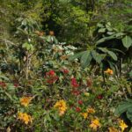 Azalées et rhododendrons au Domaine de Boutiguery