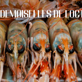 Les demoiselles de Loctudy soit les langoustines